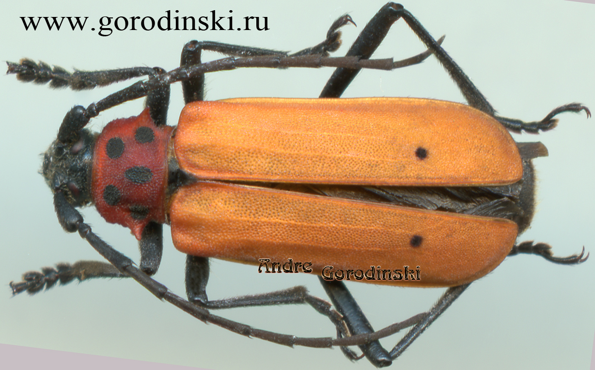 http://www.gorodinski.ru/cerambyx/Purpuricenus spectabilis.jpg